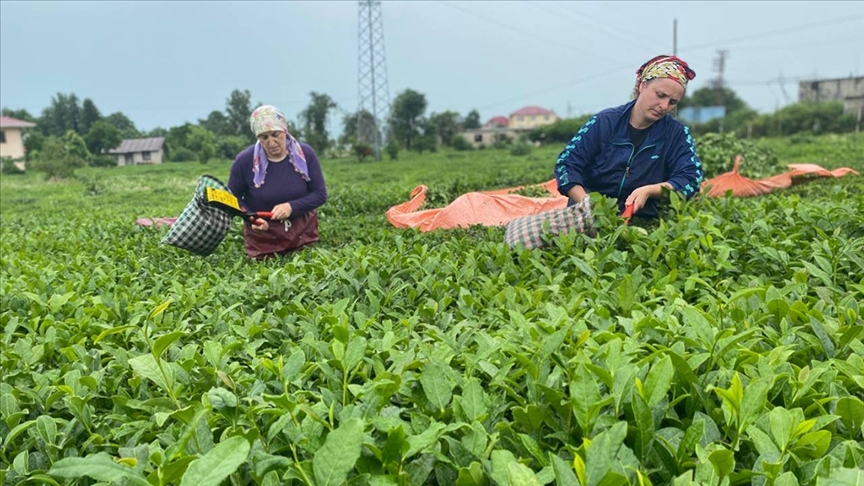 Rize çay ihracatından 2023’te 10,2 milyon dolar kazandı