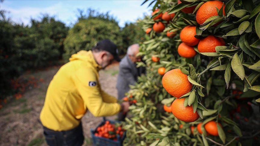 Hatay’da gönüllülerin dalında satın alıp topladığı meyveler depremzedelere ulaştırılıyor
